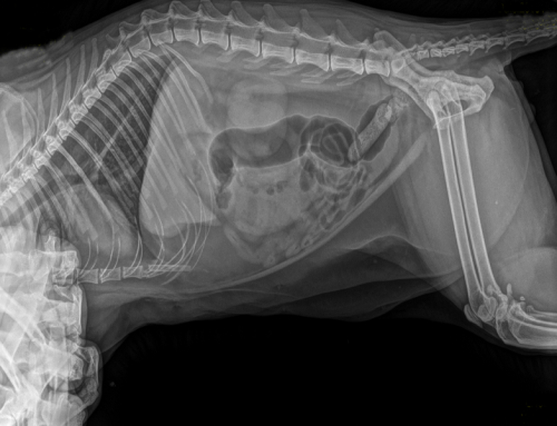 Top 6 Factors that You Need to Consider When Selecting the Veterinary X-ray Equipment